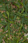 Asian shortstem sedge